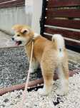 Akita Inu Japonez