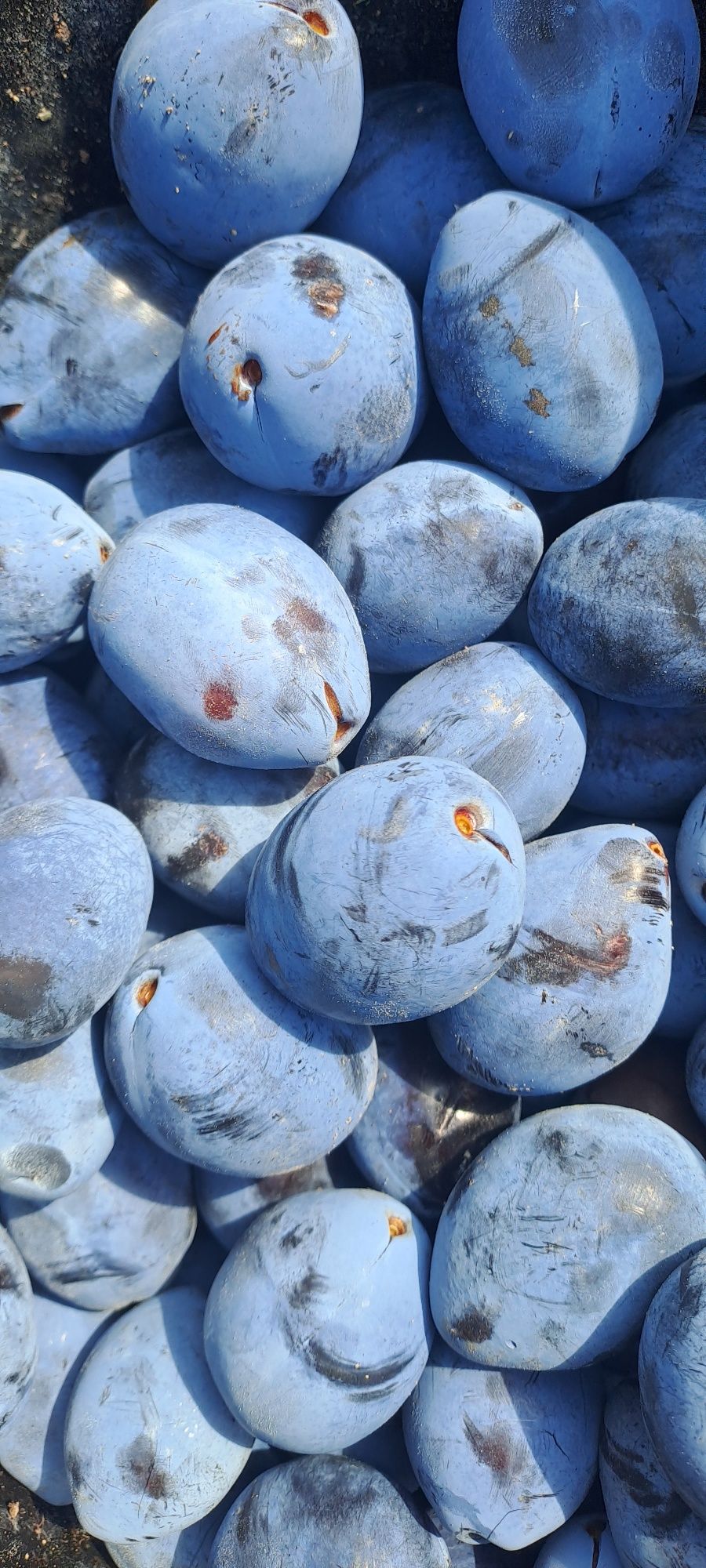 Prune bistrițene