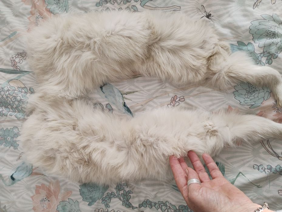 Guler blana de vulpe polară