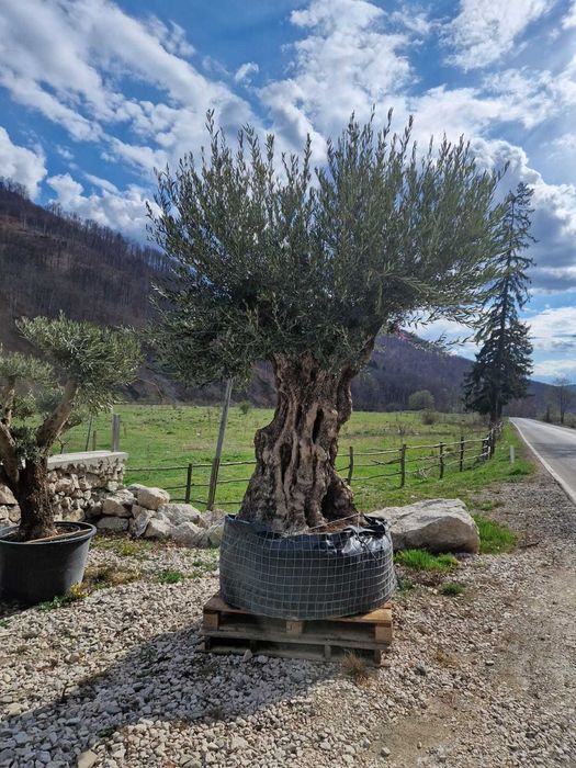 Plante ornamentale ce transformă grădina într-un colț de rai