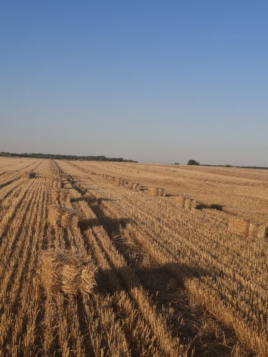 Vând baloti de paie