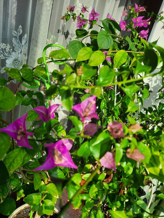 Продам цветущую бугенвиллию