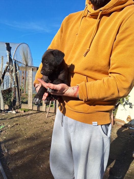 Catelusi spre adopție