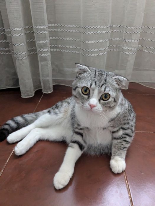 Нужна кошка, для спаривания!