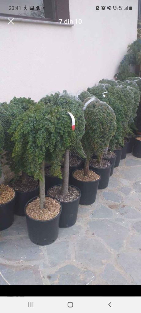 Plante ornamentale pentru o grădină de vis preț accesibil