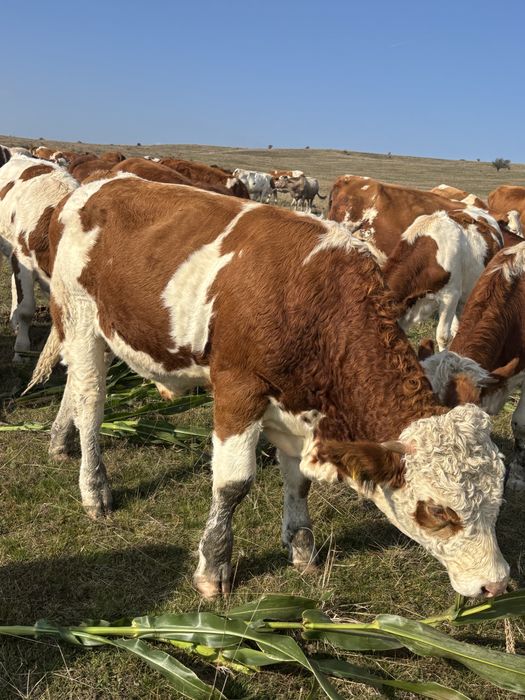 Vitei baltata romaneasca si metis