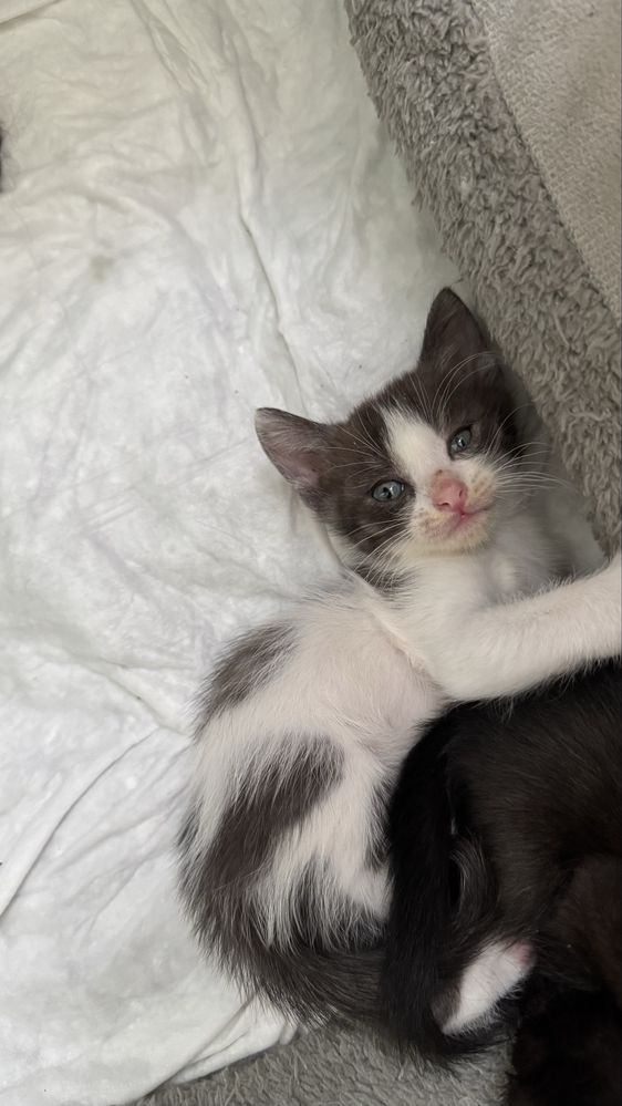 Подарю красивых котят