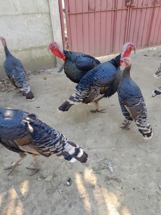 Vand curcani crescuti natural