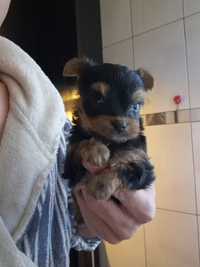 Fetita Yorkshire terrier mini toy cu pedigree