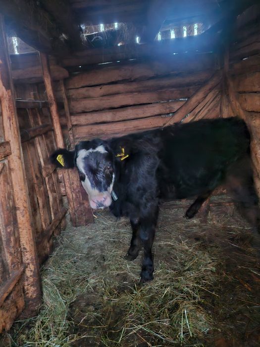 Vitea de 5 luni din monta artificiala