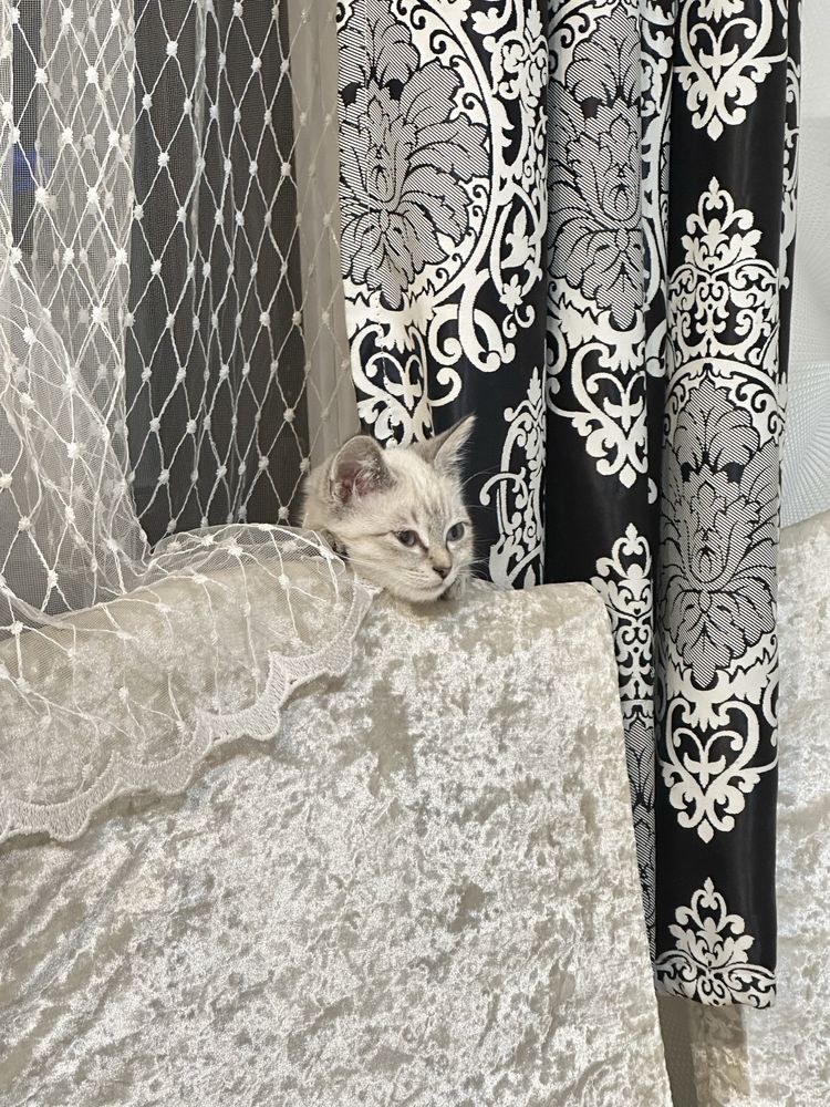 котенок 5 месяцев