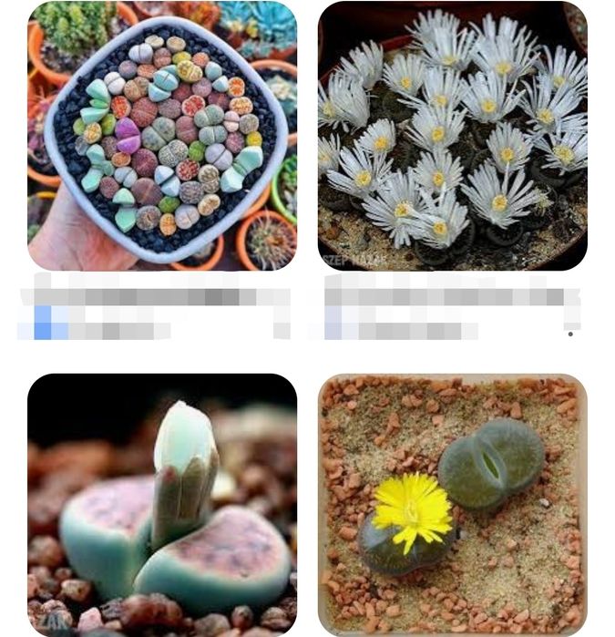 Floare lithops - piatră vie