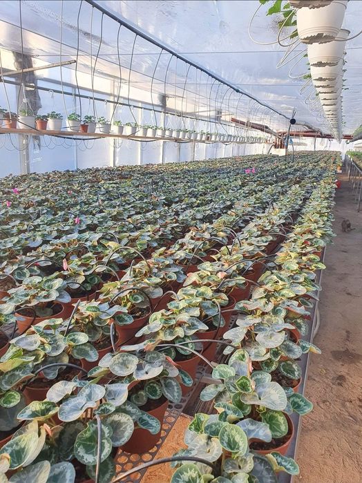 Generator aer cald soba combustibil solid centrala solar sera