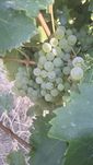 Struguri de vin!