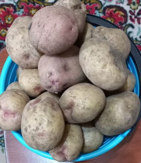 Картошка домашняя