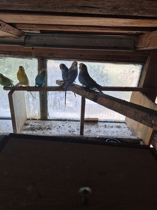 Cinci peruși de vânzare