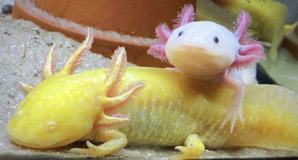 Продам Рыба Аксолотль