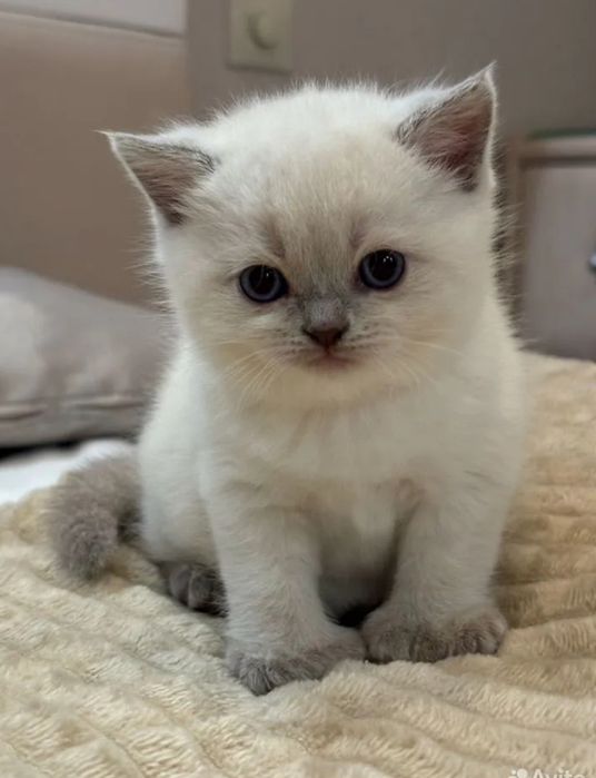 Продаю блу поинт мальчик