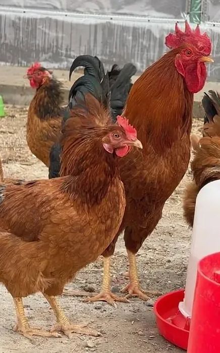 Цеплять на заказ 
Жожаларга буюртма оламиз