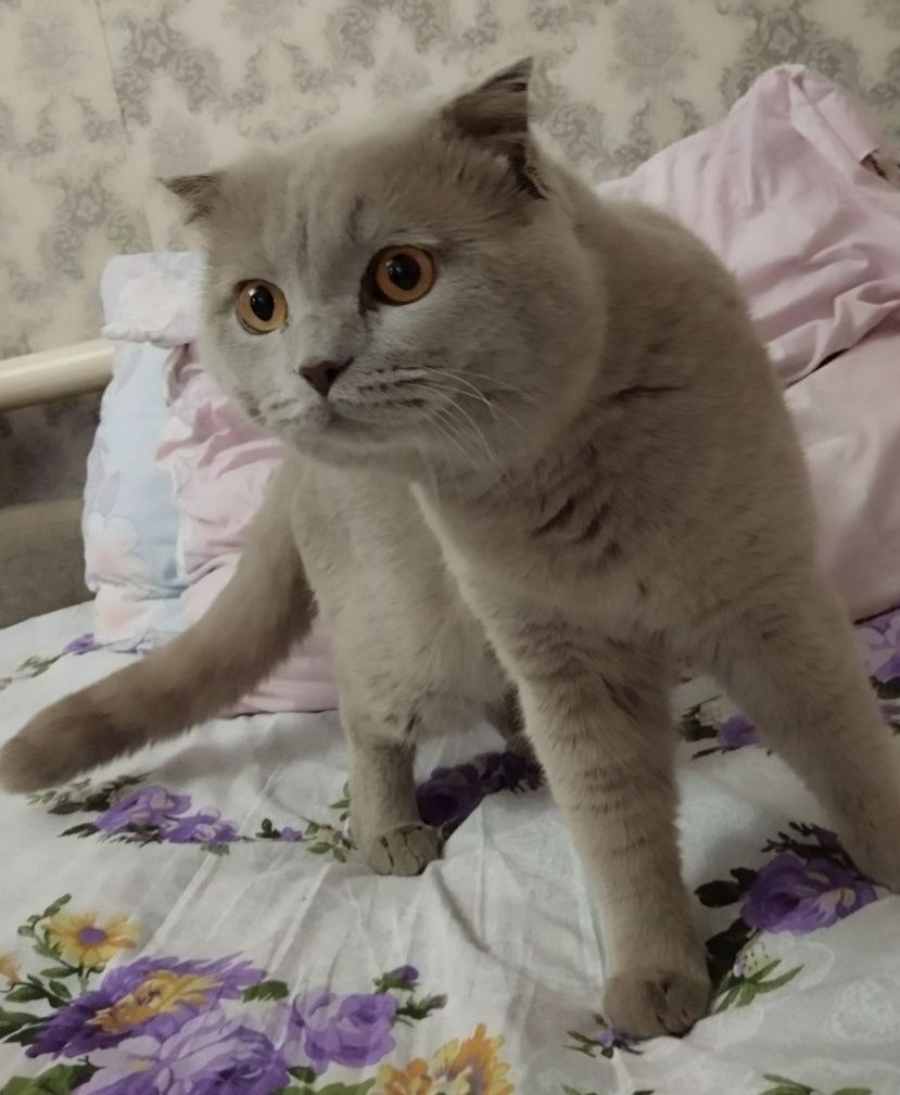 Продается Шотландский кот