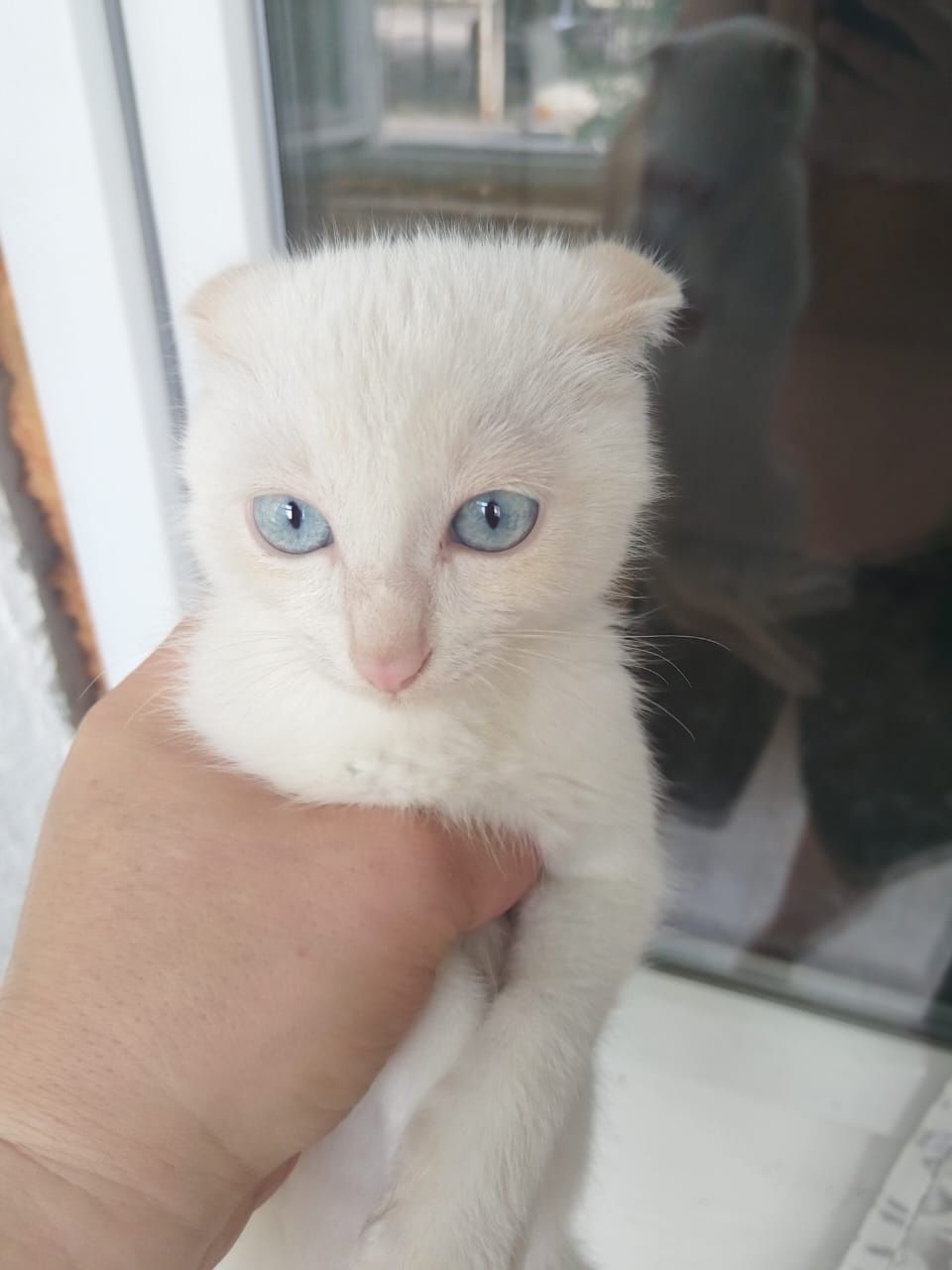 Котенок вислоухий 3мес.