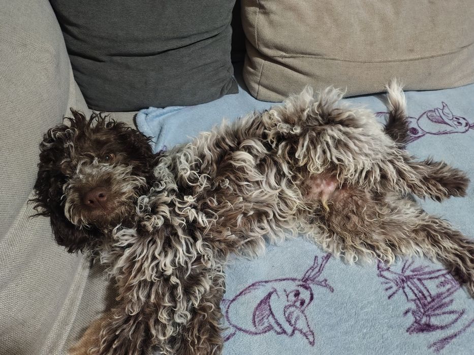 Лагото романиоло 4месеца всики ваксини,обезпаразитен