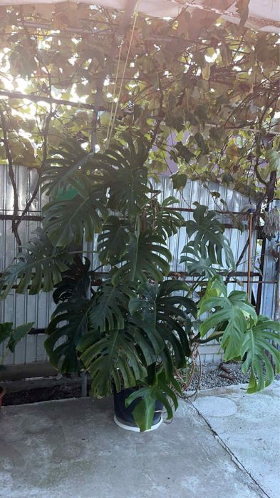 Floare, filodendron
