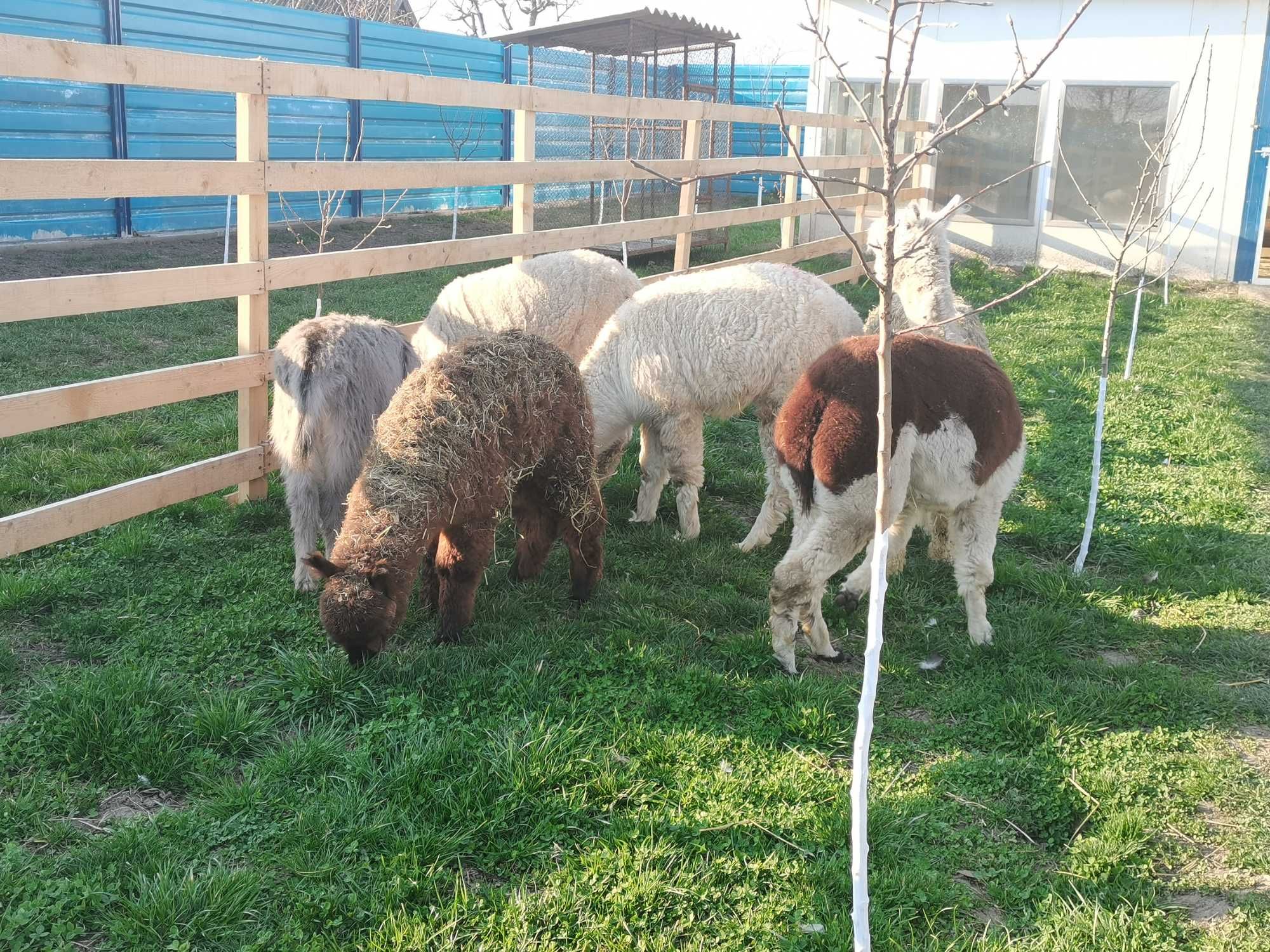 Vând Alpaca perechi sau bucati