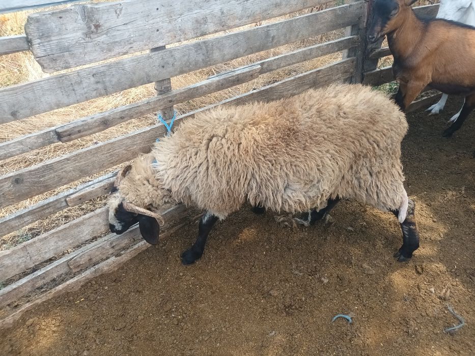 Vând un tap și o iada