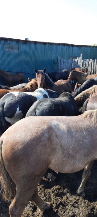 Двухлетки с откорма. Байтал, кунан.