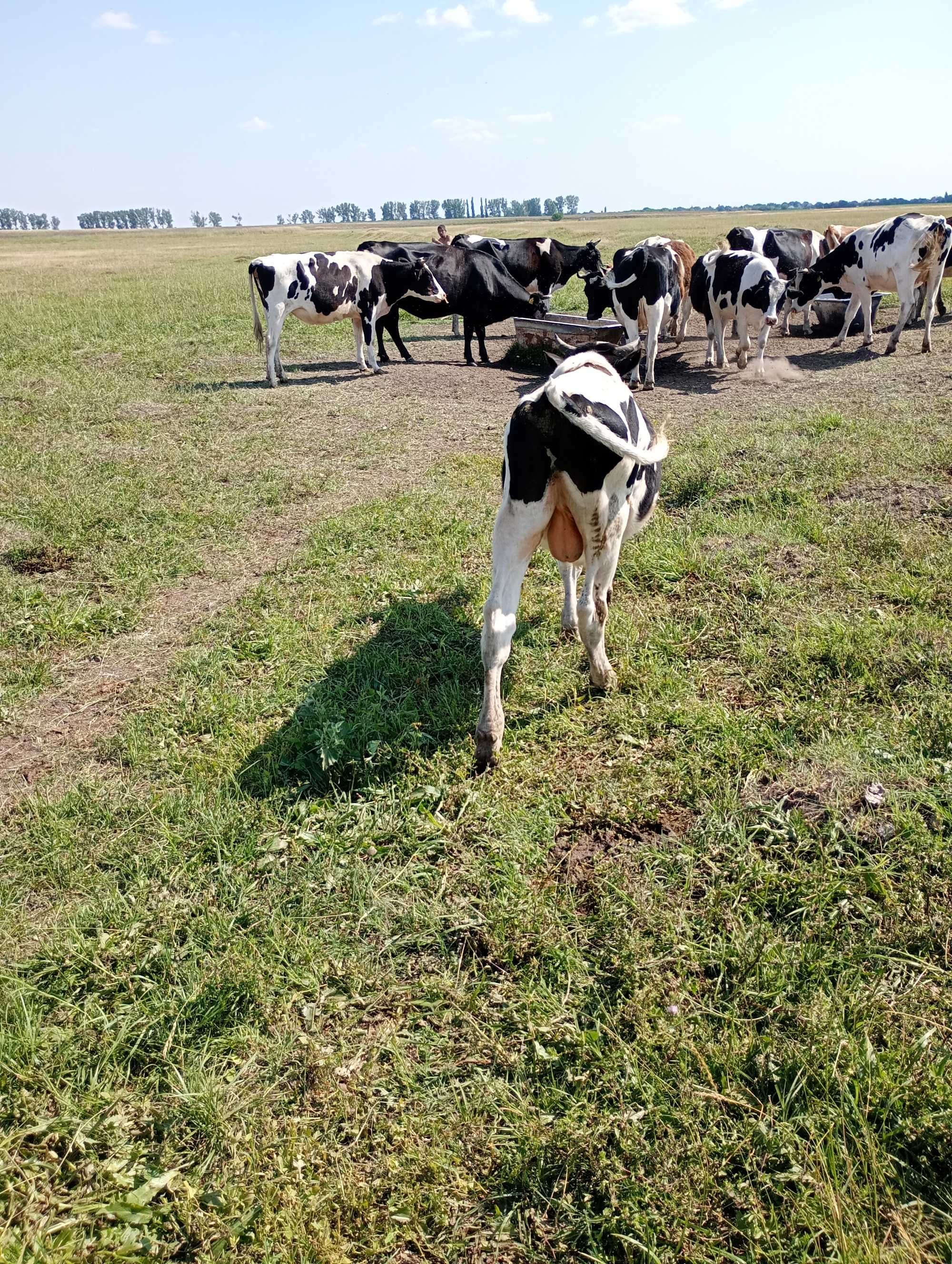 Vitei mari la 100 150/200 kg in carcasă sau in viu