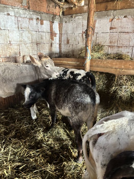 Vănd viței Belgieni