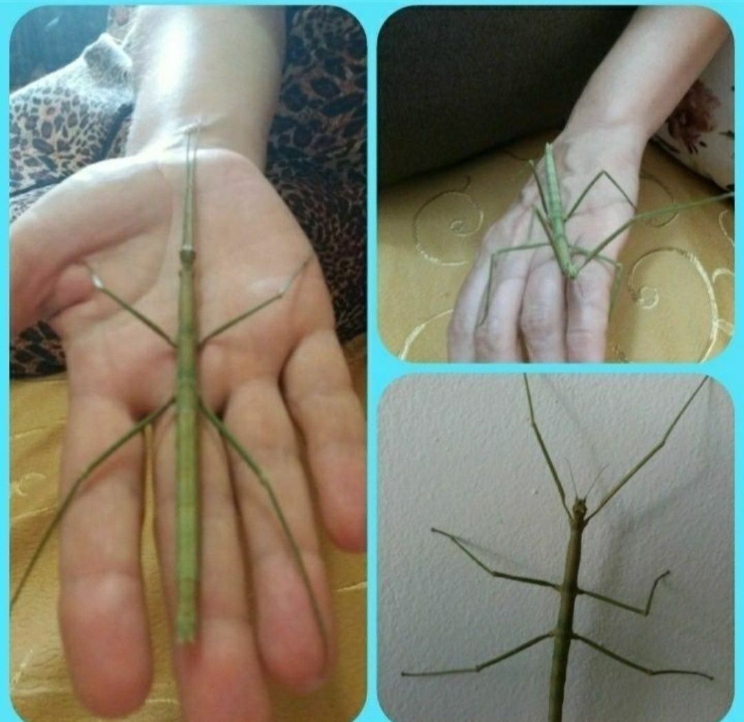 Продаются малыши анапского палочника