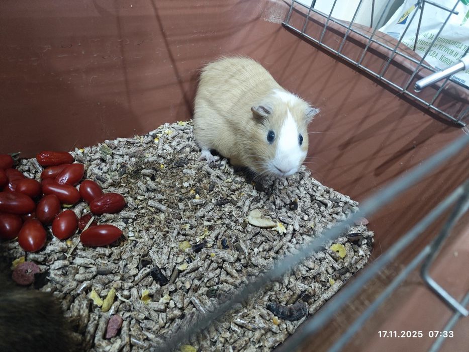 Подарявам морски свинчета