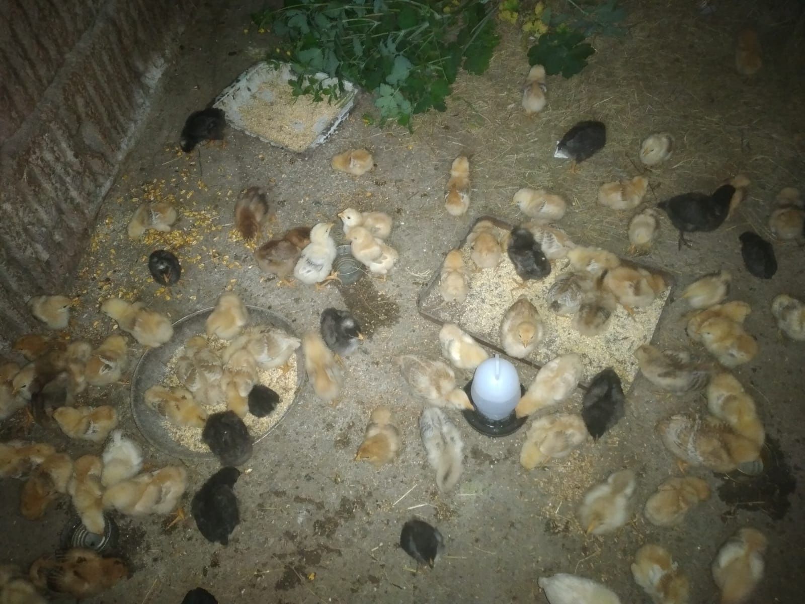 Vând pui de 3 săptămâni