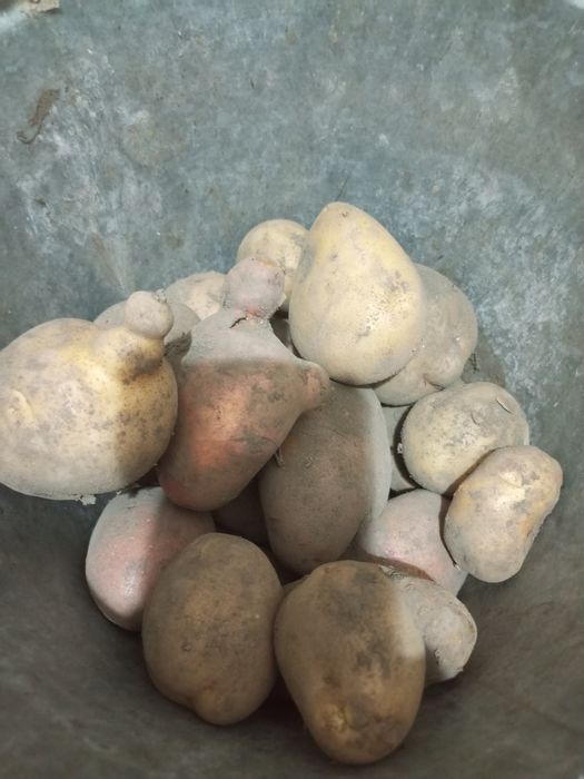 Продам домашний картофель