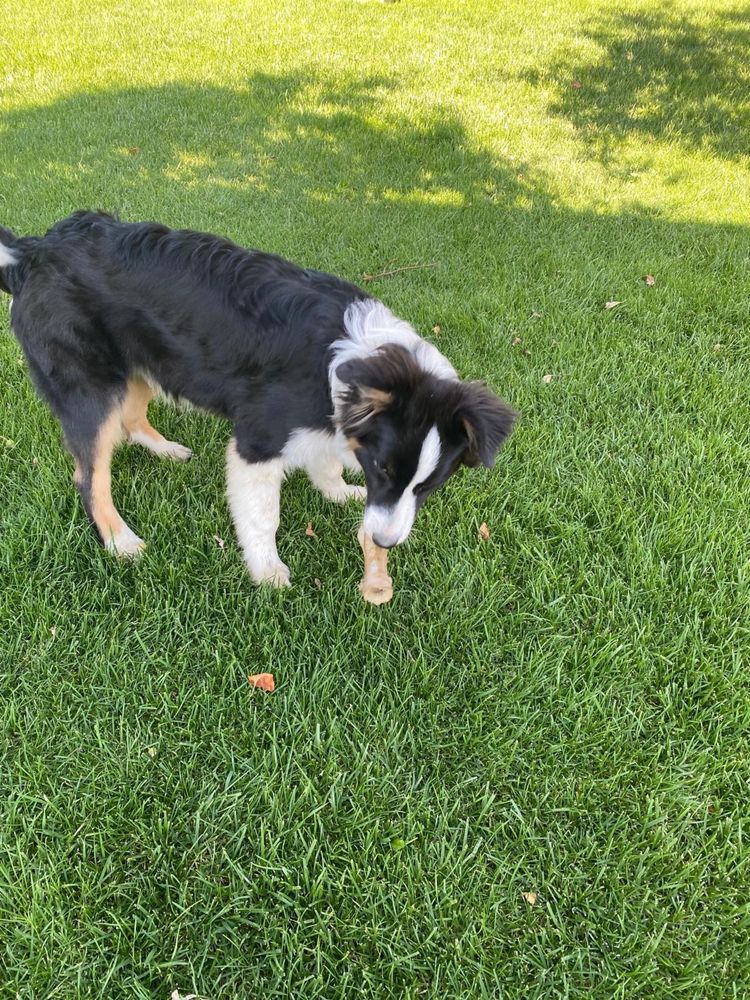 Caine rasa Australian Shepherd / Ciobanesc Australian