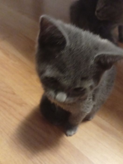 Pisoi British Shorthair