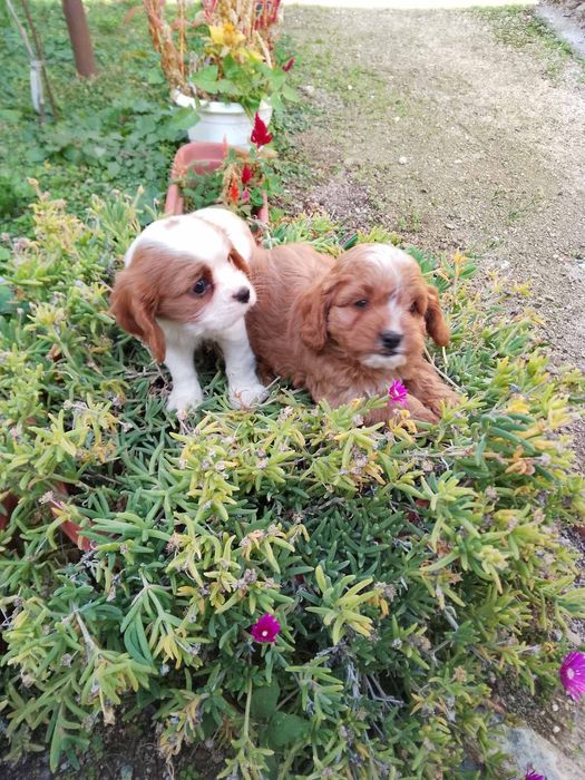 Кавапу и Кавалер Кинг Чарлз шпаньол