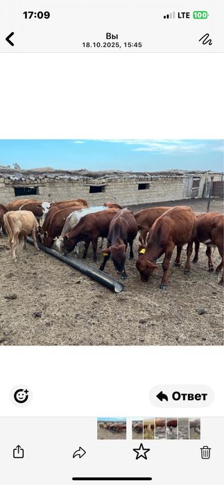 Срочно продам Бычки 15 голов 8-9-10 месяцев