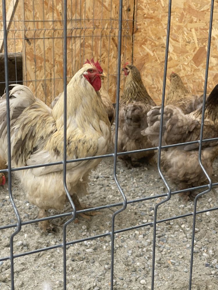 Familie cochinchina urias