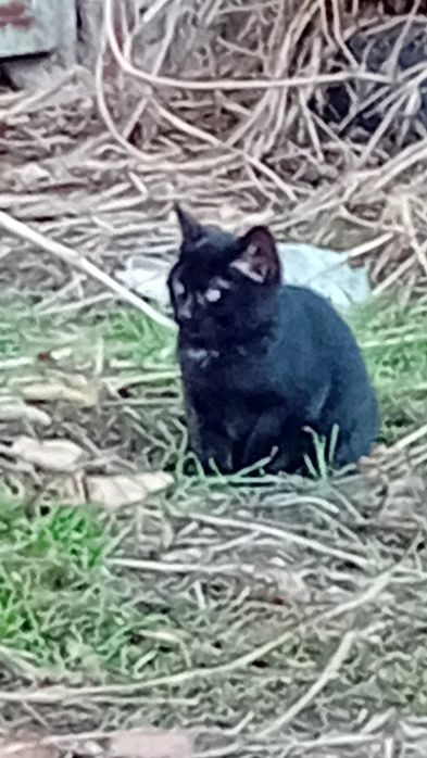 Подарявам котенца