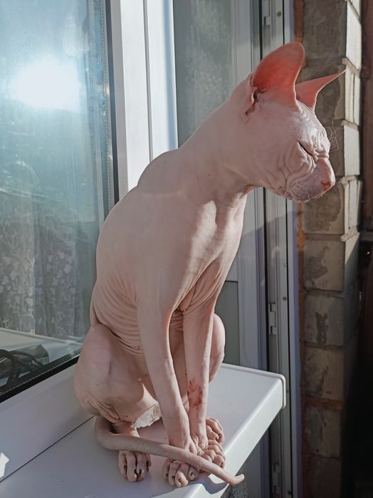 Продаю сфинкса донского
