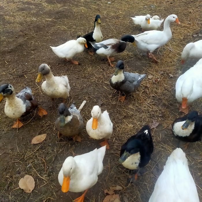 Goz õrdaklar sotiladi