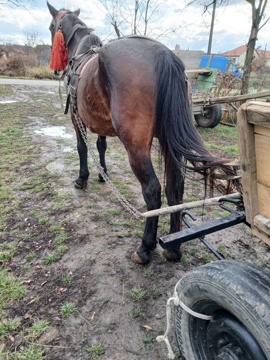 Avem mâncare de șapte ani foarte bun la Ham numai la privat avem un ca