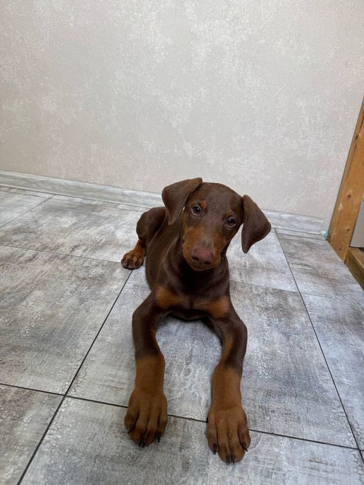 Продаются щенки добермана