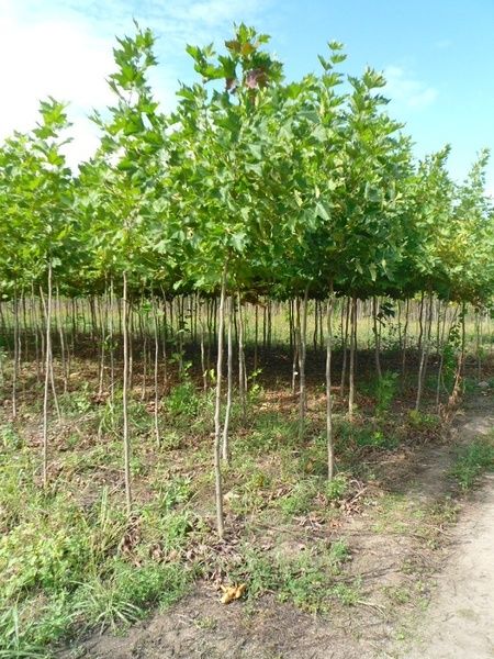 Puiet mesteacăn alb, salcâm,fag