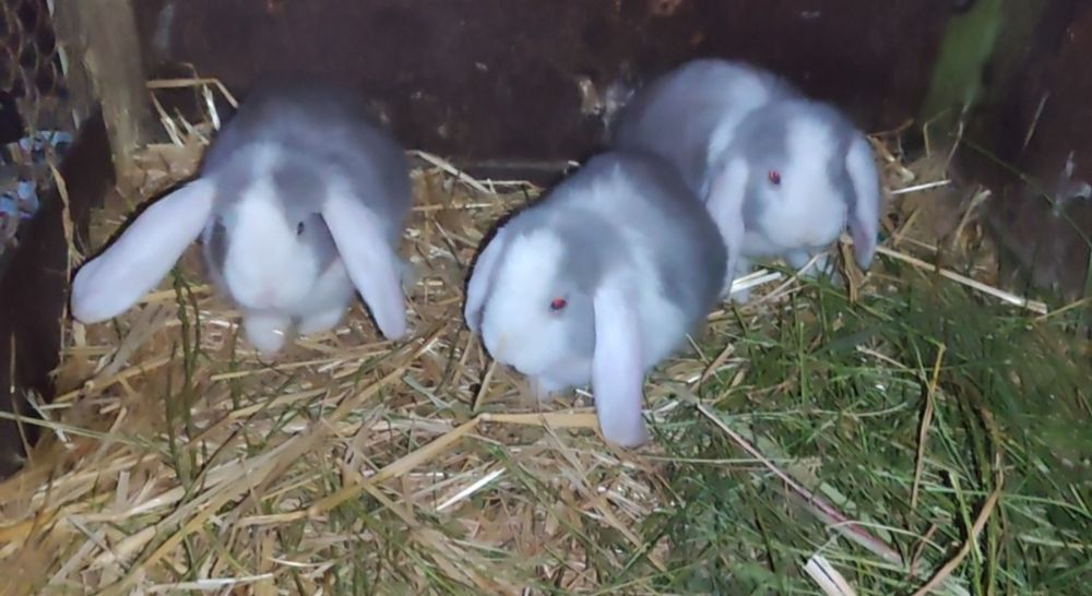 Fransuzkiy makfi quyon bolalari sotuvda