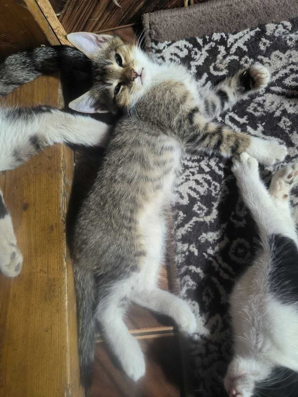 Котята 4 штуки домашние