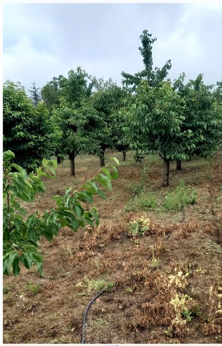 Продава се Къща в с. Малко Дряново, Област Стара Загора - 56 кв.м за 200 €/кв.м - Снимка #5